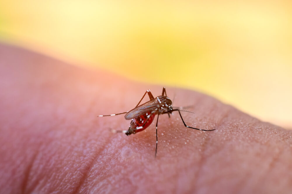 PCR Dengue